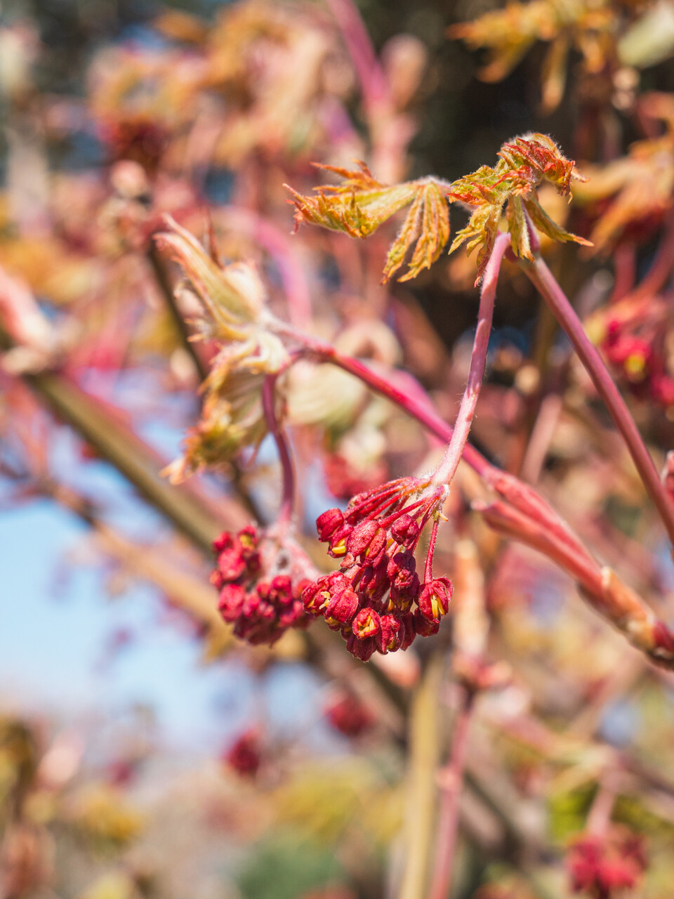 Acer japonicum 'Aconitifolium' | Acer japonicum 'Aconitifolium
